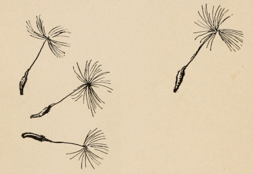 nemfrog:Dandelion seeds. Seed travellers. 1898. 