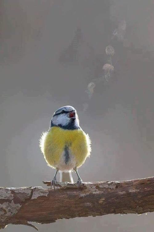 naglly - とても寒い日は鳥のツイートが目視できるらしい(Visible tweets - ...