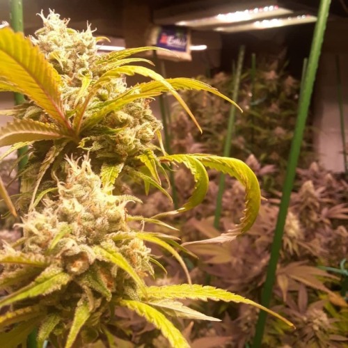 #weed #michigan #mm #medicalmarijuana #legal #bluedream #purps...