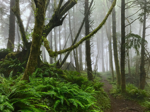 90377:Misty forest on Tillamook Head hike by Loren Kerns