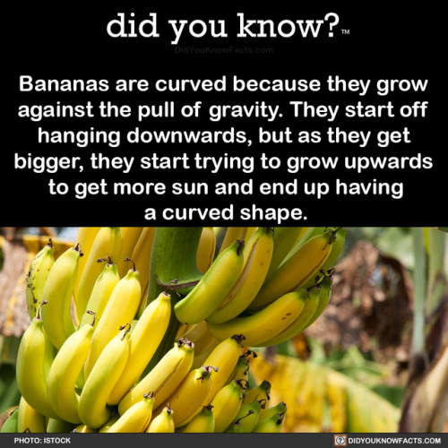 did-you-kno - Bananas are curved because they grow against the...