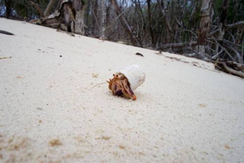 coolthingoftheday - “My girlfriend found this hermit crab in Cuba...