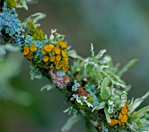 innerbohemienne - Lichen forest after a rain in Austin, Texas