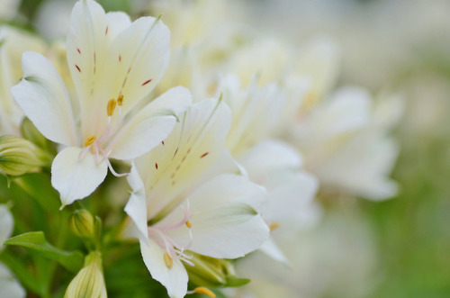 florealegiardini - Alstroemeria, ‘summer snow' (Peruvian lily or...