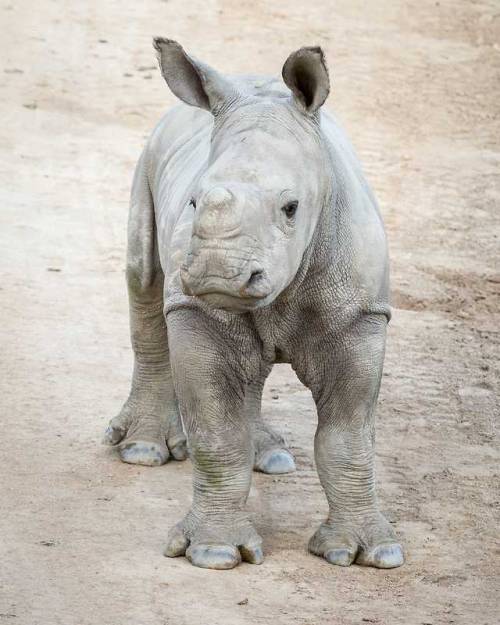 sdzoo:Baby rhino, Justin at the San Diego Zoo Safari...