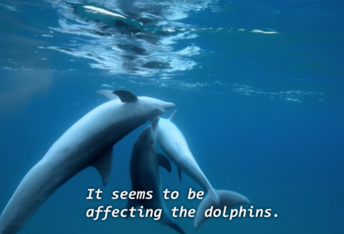 tripprophet - nyilams - did u kno dolphins puff puff passIf i...