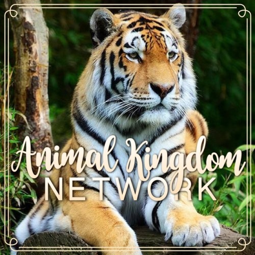 rehvior - Introducing the Animal Kingdom Network! Yay!** ON...