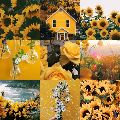 moodboards-and-posi - yellows and sunflowers 