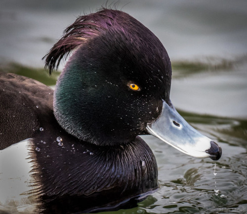 ridiculousbirdfaces - Tufted Duck by Melissa McCarthyTufted...