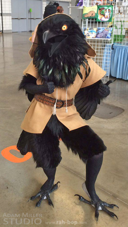 rah-bop - Some photos of my kenku costume at Anthrocon 2016,...