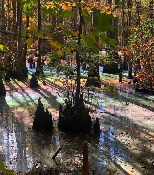 ironpour - everythingstarstuff - Ever seen a rainbow swamp before?...