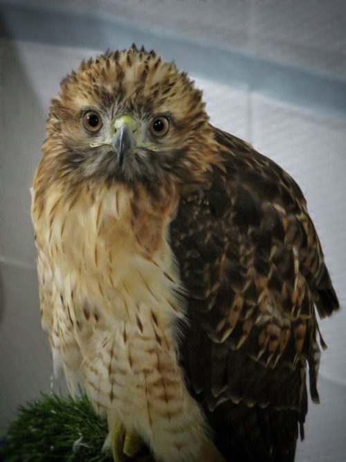 chasingthehawk - All his derpy splendor…I just can’t take him...