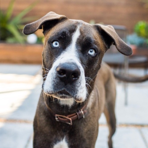 thedogist - Bruce, Great Dane/Boxer/Husky mix (2 y/o), Bernal...