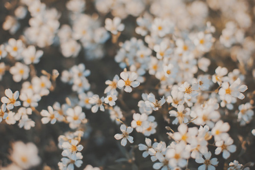 white flowers on Tumblr