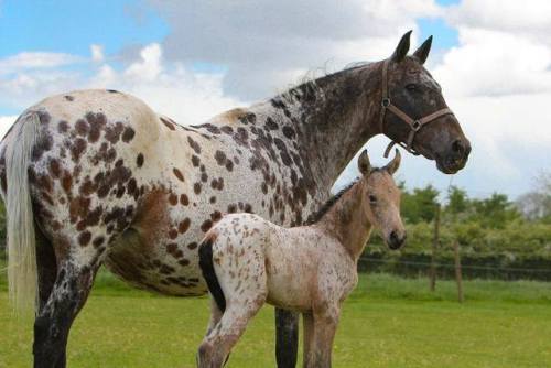 scarlettjane22 - Spanish Horse Breeders UK - SHBUK