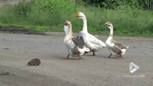 laughingsquid - A Trio of Vigilant Geese Valiantly Escort a Tiny...