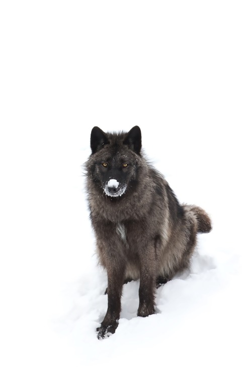 beautiful-wildlife - Black Wolf by Jim Cumming