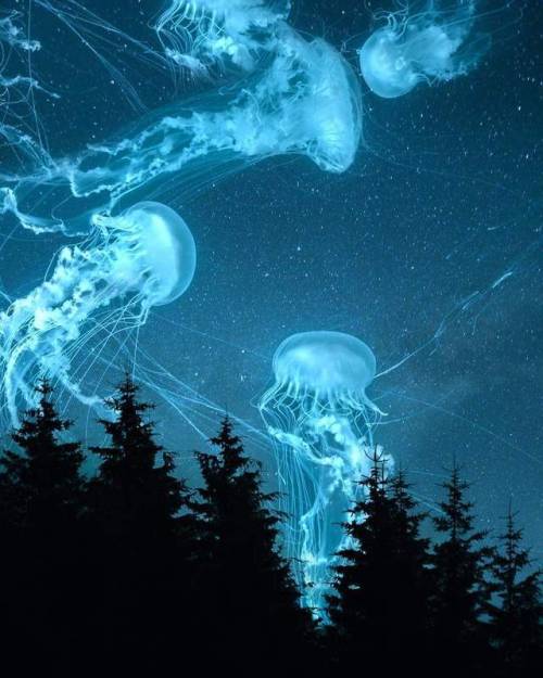 sound-dream - Psychedelic surrealist art jellyfish