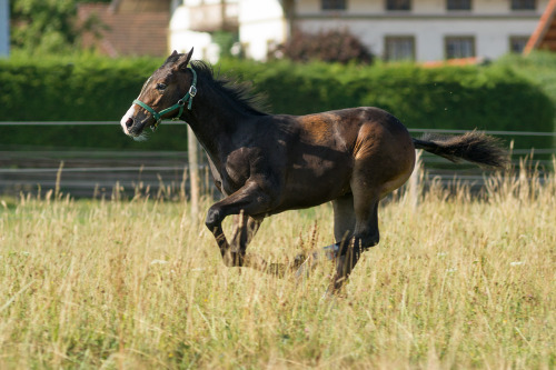 Quarter Horse Foal running in Meadow by Andreas Krappweis