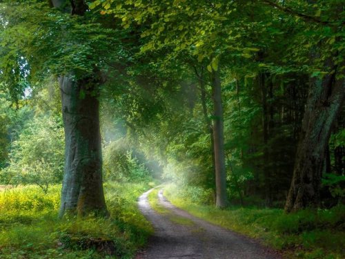 rosiesdreams:There is never a wrong turn when in nature