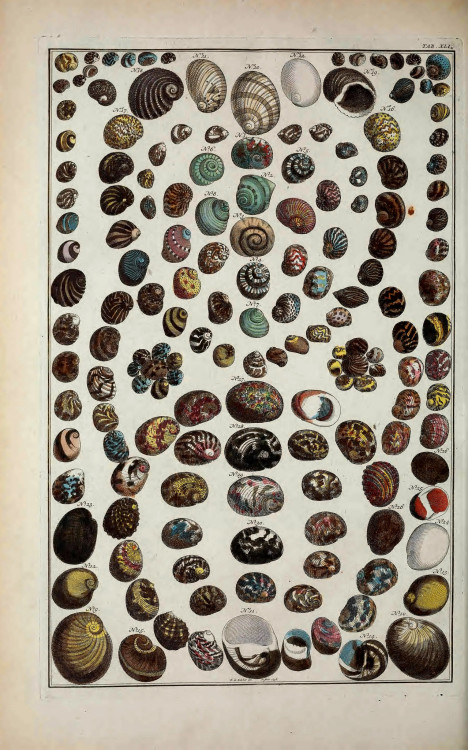 wapiti3 - Seba Cabinet  By Seba, Albertus, 1665-1736Publication...