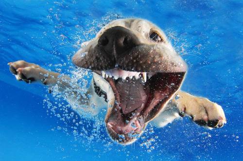This gallery of puppies underwater will totally make your day....