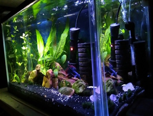 pet-of-subs - idonthavealife-ihavefish - The 5.5gWhat a...