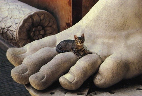 thepaintedbench:Cat on Constantine’s Foot, Palatine Museum,...