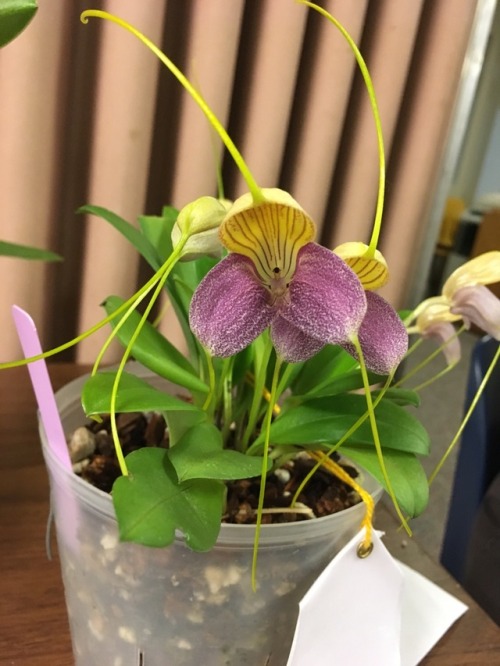 orchid-grower - Masdevallia ignea and Masdevallia caudata