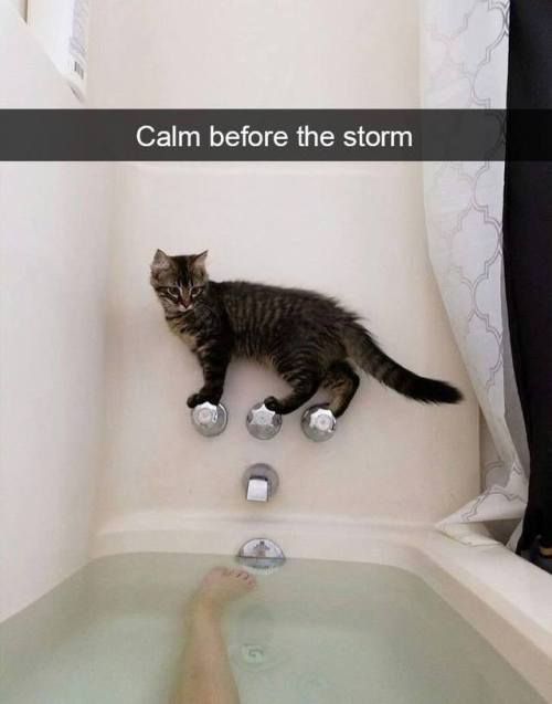 the-haven-of-fiction:thebestoftumbling:Snapcats! Cats are...