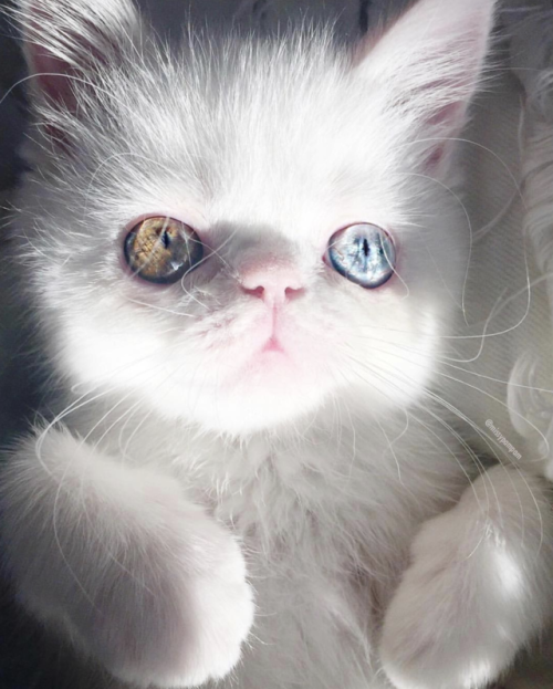 waluigithewobbuffet - protect-and-love-animals - this cat is so...