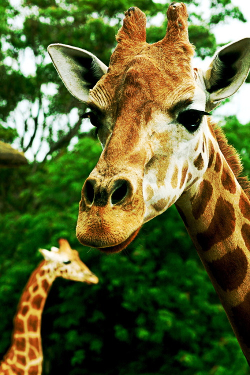 funkysafari:Giraffesby Leans