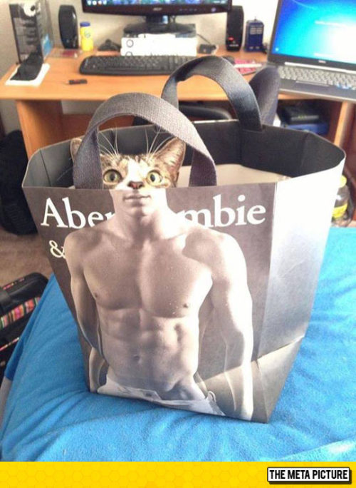 srsfunny:Abercrombie And Meow