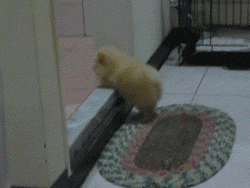 the-absolute-best-gifs - Persistence