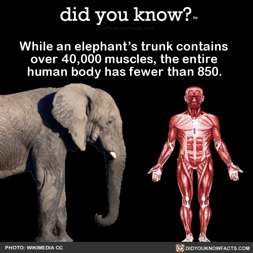 while-an-elephants-trunk-contains-over-40000
