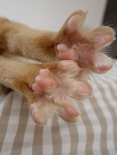 captcreate - coolcatgroup - When cats stretch and spread their little toebeans out, reblog if you...
