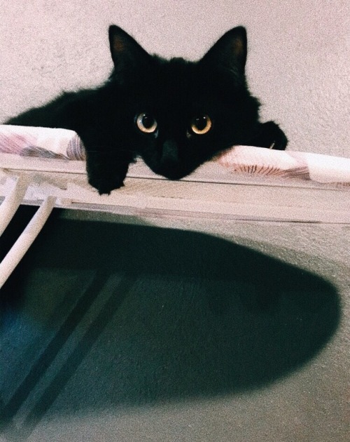 iloveurcat:cityybee:in case you were having a bad day…What...