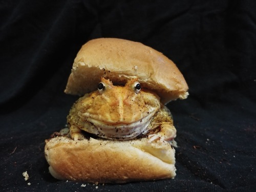 pet-of-subs - ultra-frog - borger