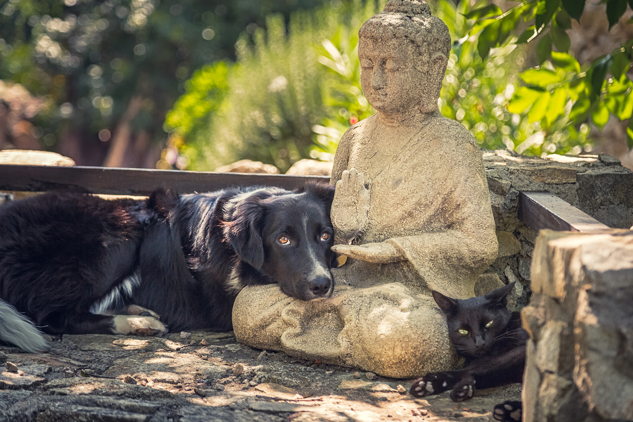Guidelines for Meditation When You Live with Two Kids, Three Dogs, Two Cats and One Spouse
Plan A
1. Go away, far away, to some quiet isolated spot with no phone or internet service, preferably an undisclosed location.
2. Realize Plan A is...