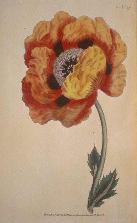 smithsonianlibraries - Florals? For...