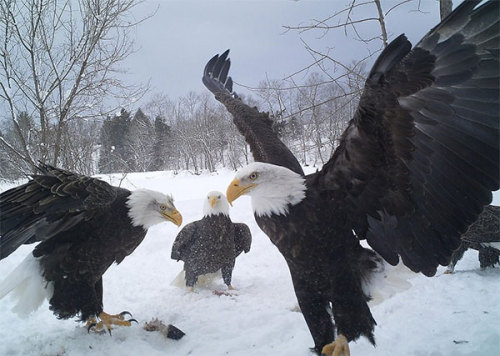 ncpr - Photo of the Day - An aerie of bald eagles near Lyons Falls....