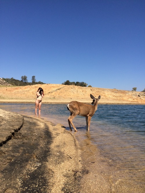 naturistelyon - Friendliest deer at Folsom lake - California 