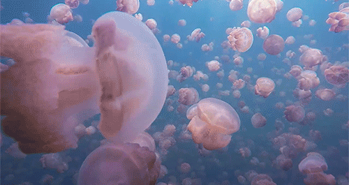 smartgirlsattheparty - itscolossal - Jellyfish Lake, Palau,...