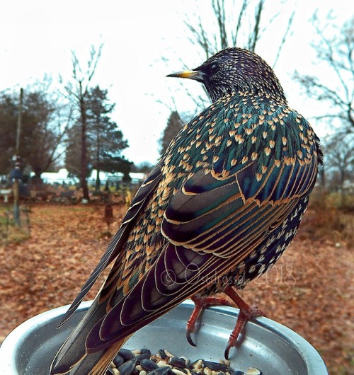 flip-this-table - ostdrossel - I know European Starlings are not...