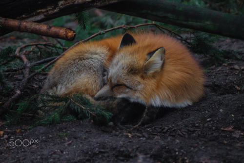 everythingfox - Sleeping fox