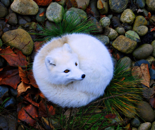 vixyish - boredpanda - The Most Beautiful Fox Species In The...