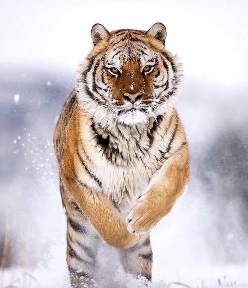 Amur Tiger by © suhaderbent