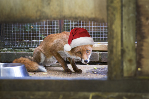 wildlifeaid - Merry Christmas and happy holidays from everyone...
