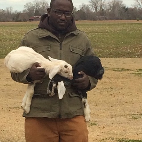 hannibalhannibal - Saved two goats today. This is getting crazy.
