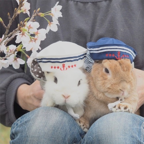 smol-bean-azriel - atraversso - Cute bunny- posted by...